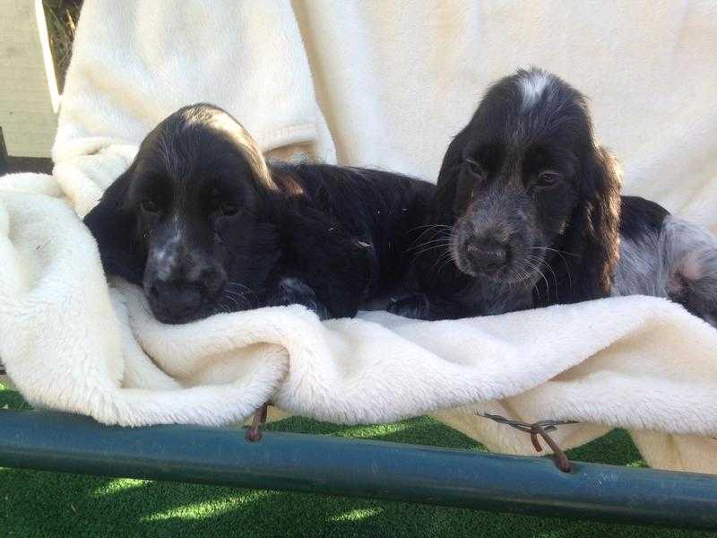 Lovely Cocker Spaniel Puppies For Sale