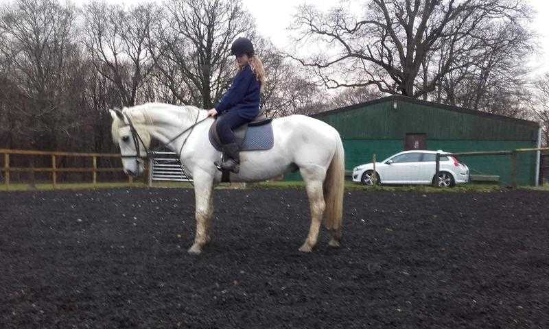 Lovely genuine connemara pony