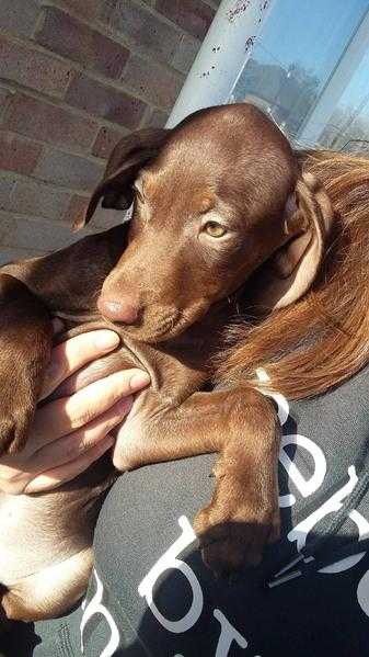 Lovely German Vizsla x Hungrian Vizsla puppies are available