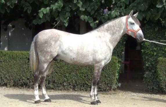 Lovely Grey Andalusian stallion