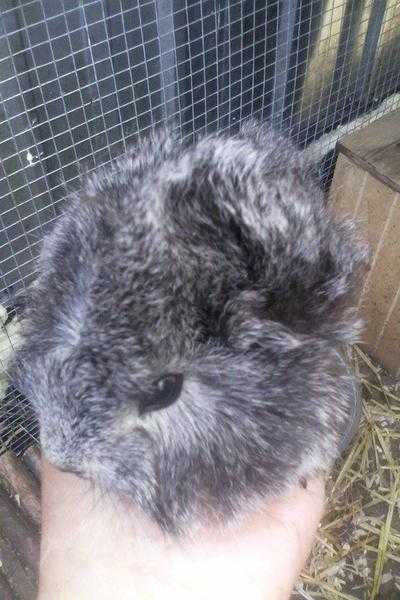 Lovely guinea pigs looking for their new homes