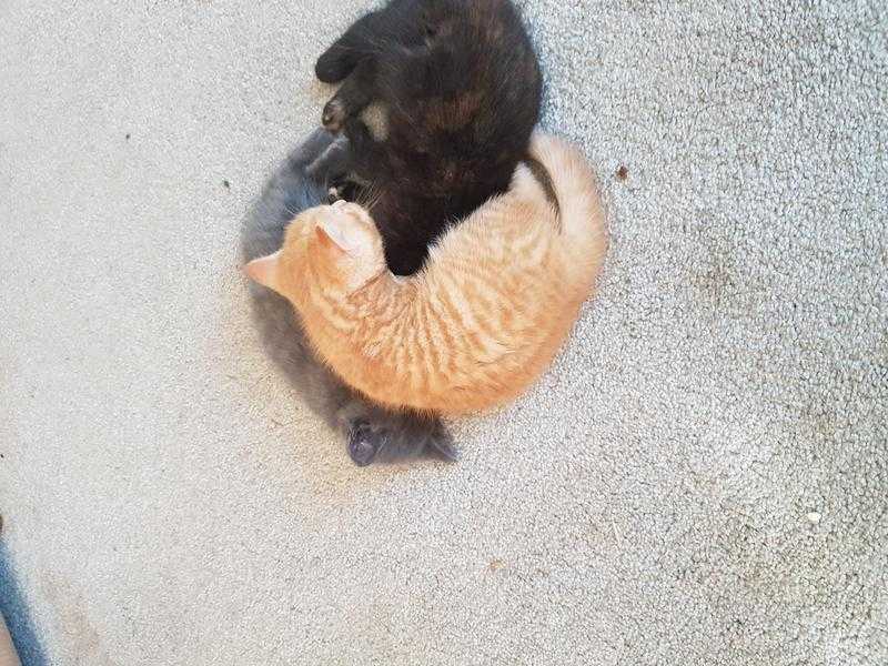 Lovely kittens for sale