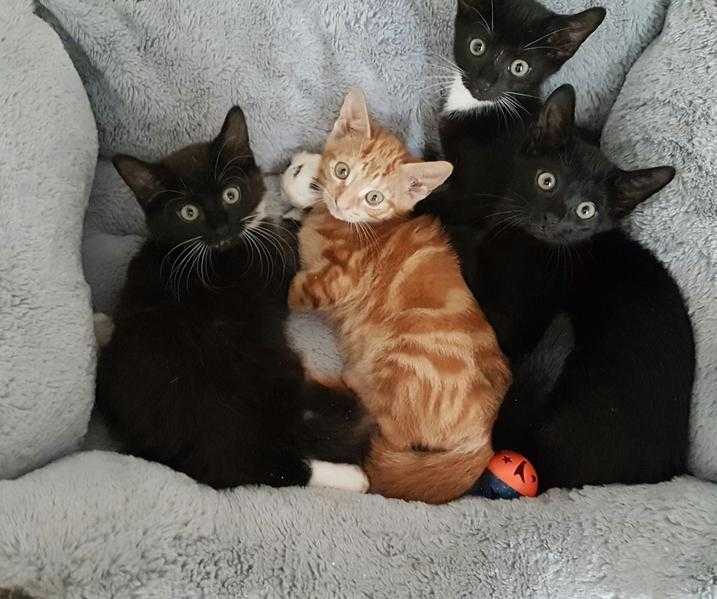 Lovely Kittens ready now