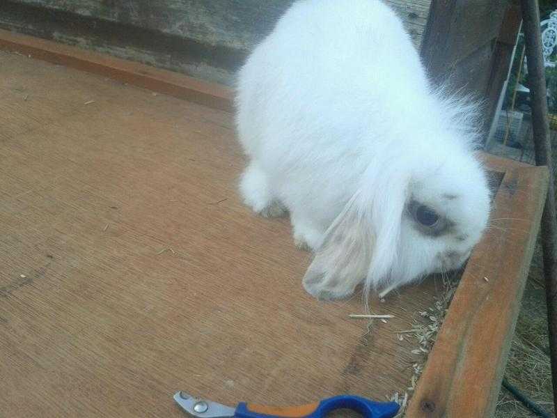 Lovely lion  mini lop buuny