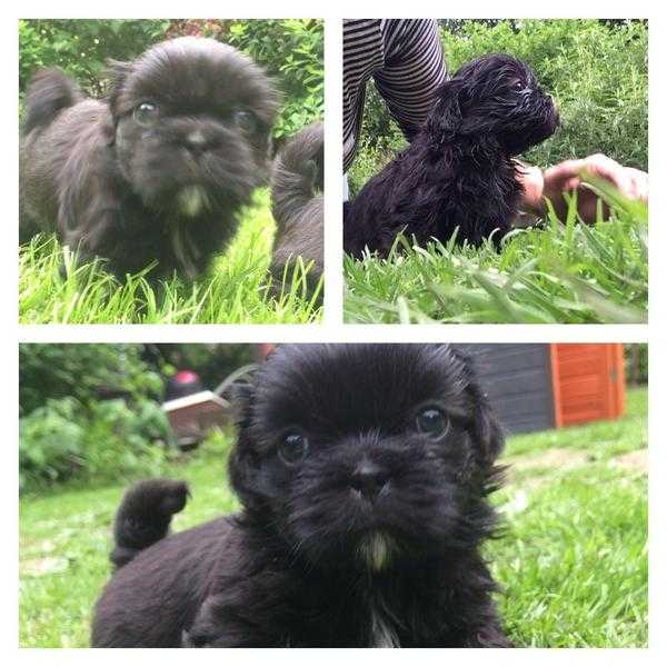 Lovely litter of Shih Tzu pups