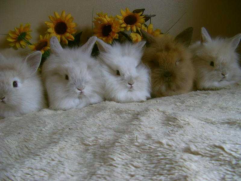 Lovely little lion-lop baby rabbits for sale