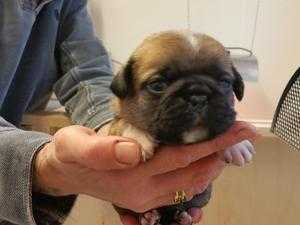 lovely little puggles puppies