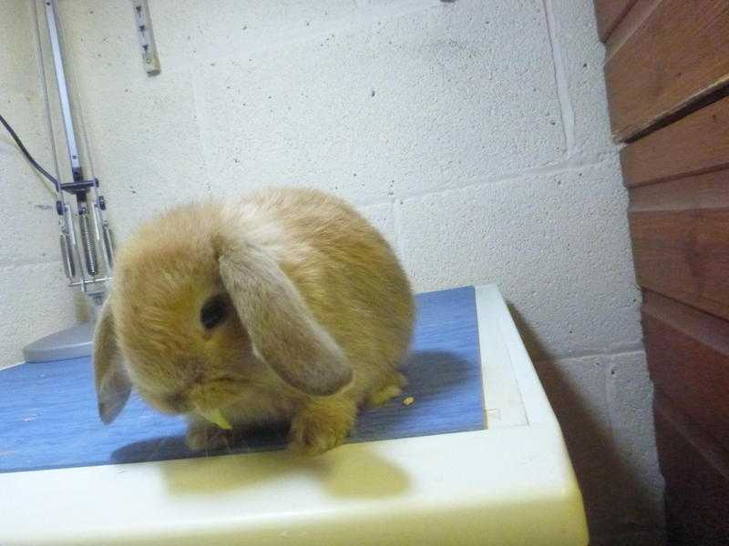 Lovely mini-lop bunnies for sale - one boy left