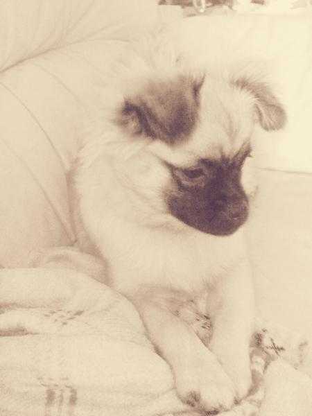 Lovely Pug X Pom 6 Months For Sale