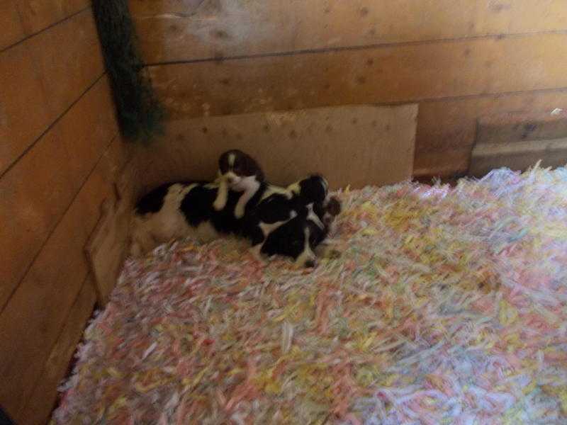 lovely springer spaniel puppies for sale boys amp girls