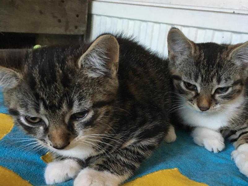 Lovely Tabbi twins kittens