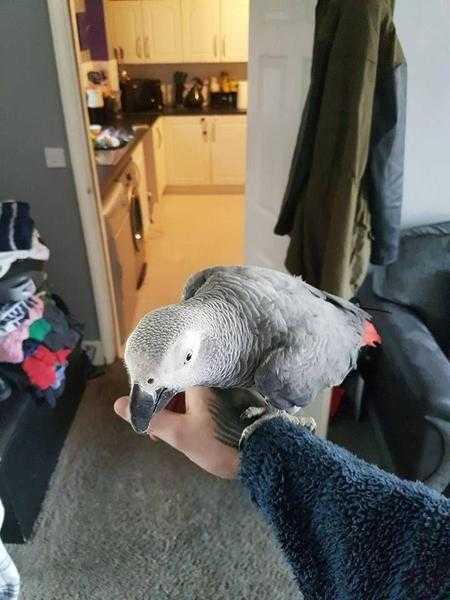 Lovely Talking African Grey