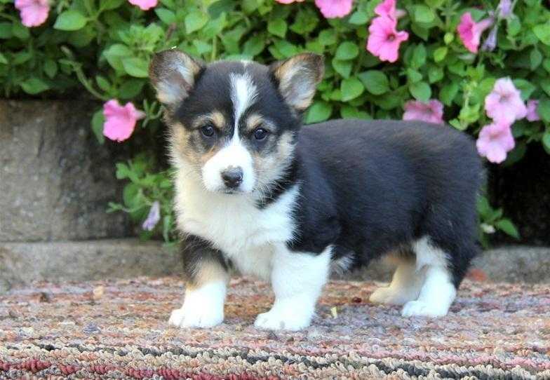 lovely Welsh Corgi puppies for sale