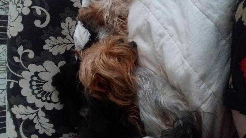 lovey Yorkshire terrier girl