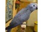 Loving Congo African Grey Parrots Available, Male and female