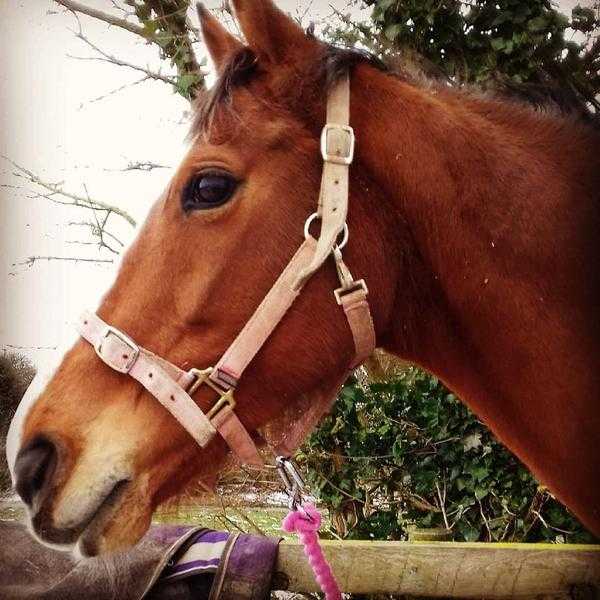 Loving home needed for my mare