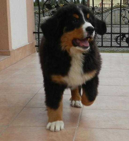 Lovley Bernese Mountian Dog kc.reg