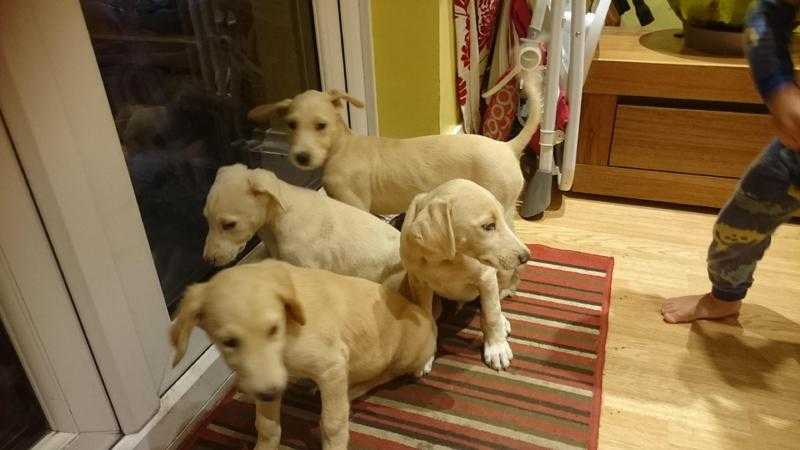 Lurcher puppies