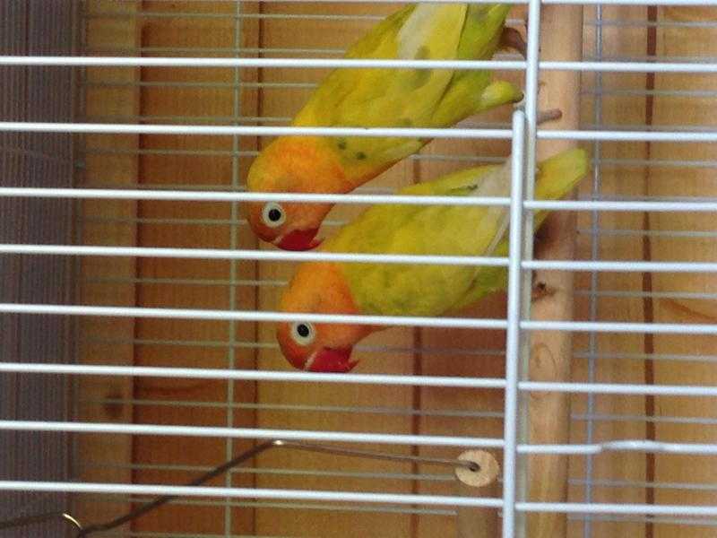 Lutino fischers lovebirds