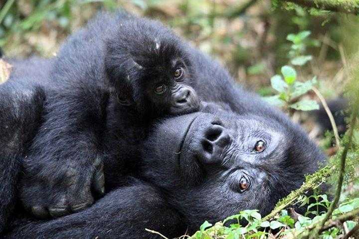 Luxury gorilla trekking safari to Uganda 2016-2017