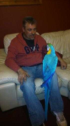 Macaw 5 years old