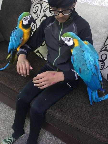 Macaw For Sale Birds in Edinburgh