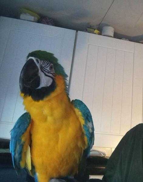 Macaw parrot tame amp talking