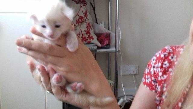 Maine Coon Kittens