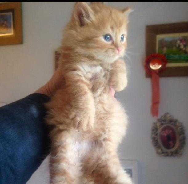 Maine coon kittens