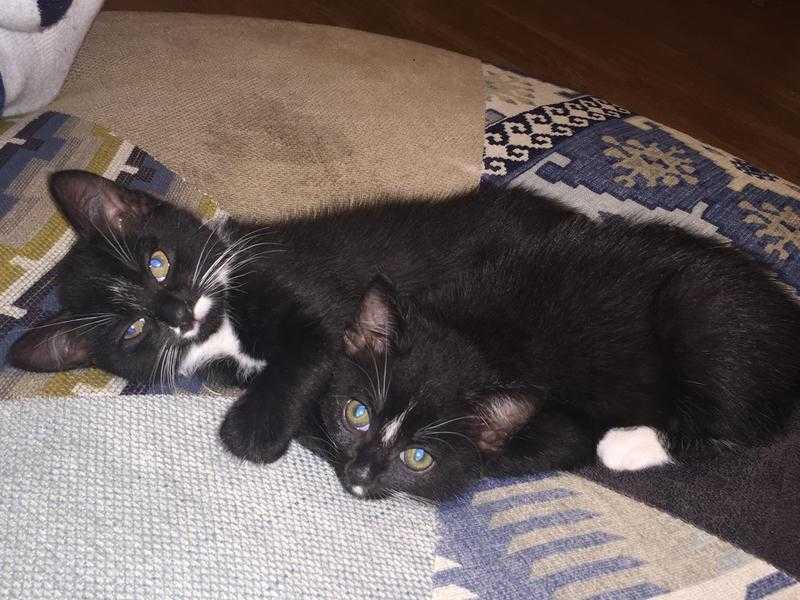 Maine coon X kittens