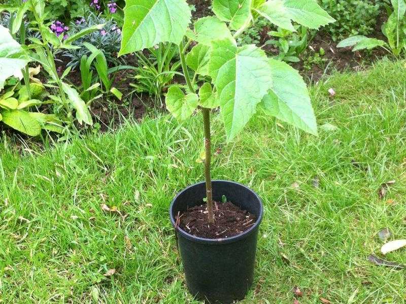 Make your garden different with a Paulownia tree.