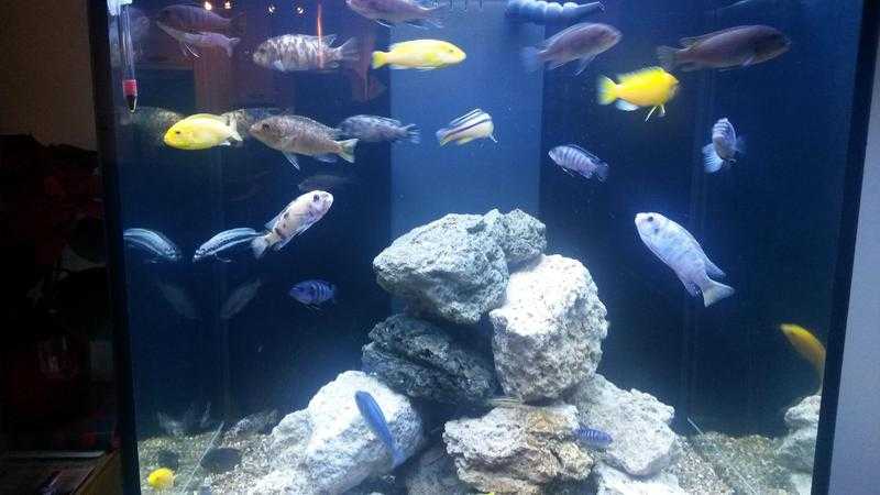 Malawi Cichlids for sale