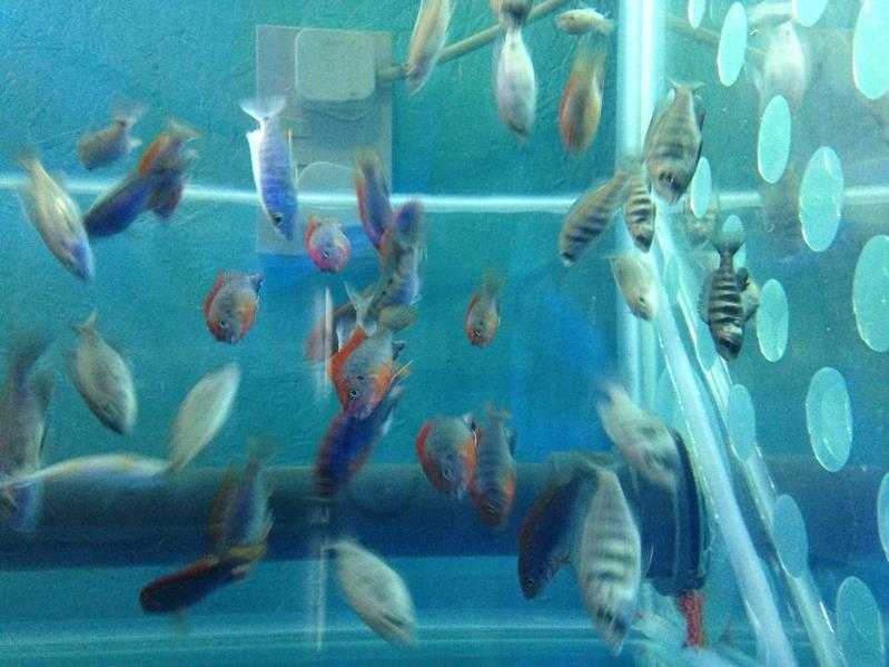 Malawi cichlids, Tropical fish and Wild CaughtSouth American fish for sale