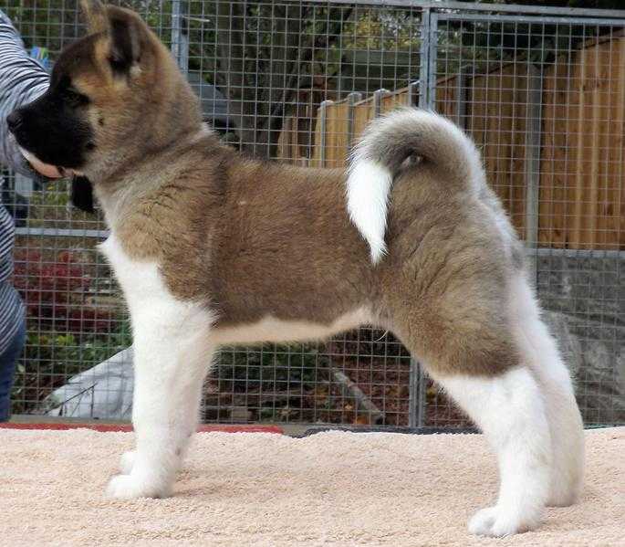 Male American Akita Puppy