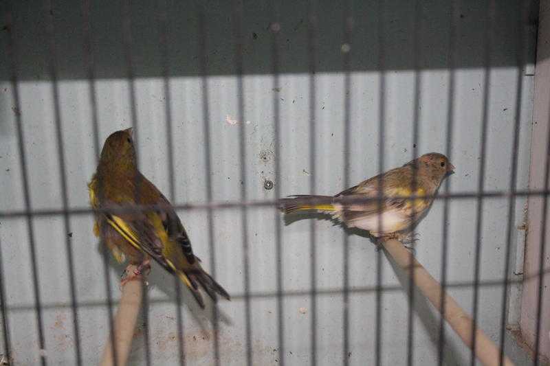 MALE amp FEMALE GREEN FINCH PIED MUTATION CLOSE RUNG