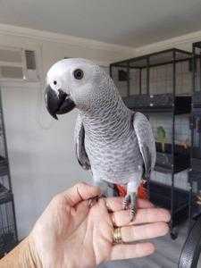 Male and female African Grey Parrots are ready to go