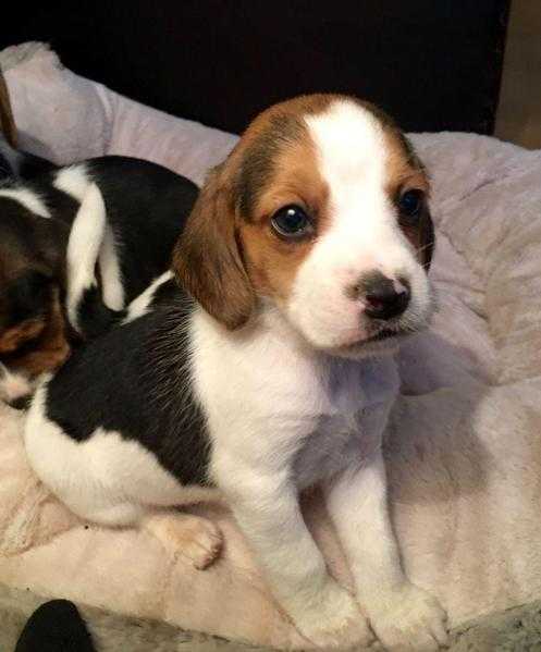 Male And Female Beagle Puppies For Sale