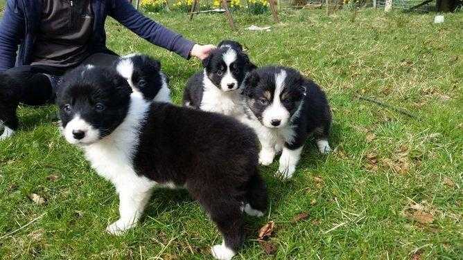 Male and female border collie pups