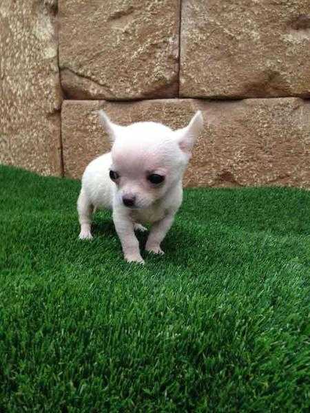 Male and Female  Chihuahua for Sell