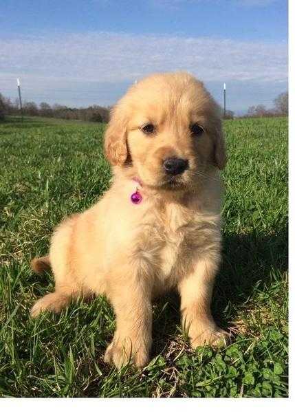 Male and Female Golden Retriever Puppies Available