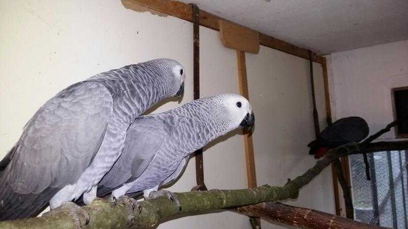 Male and Female lovely African grey parrots