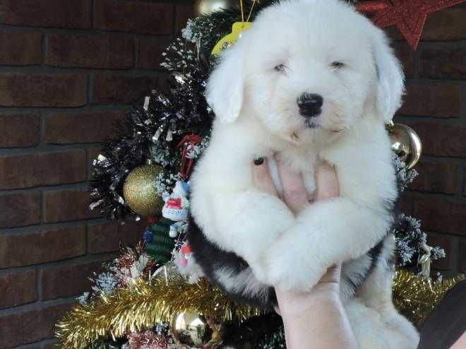 Male and Female Old English Sheepdog Puppies For Sale. Kg Regis