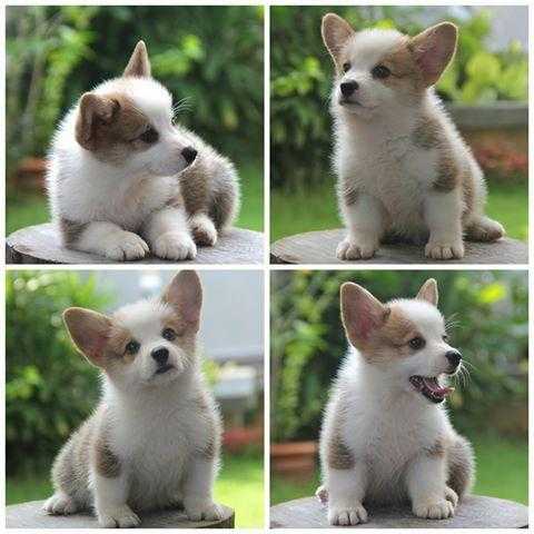 Male and Female pembroke welsh corgi Puppies