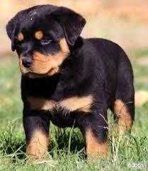 Male and female Rottweiler puppies for pet lovers.