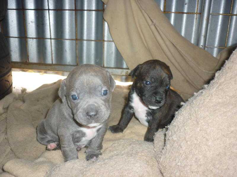 Male and Female Staffordshire Bull Terrier Pups