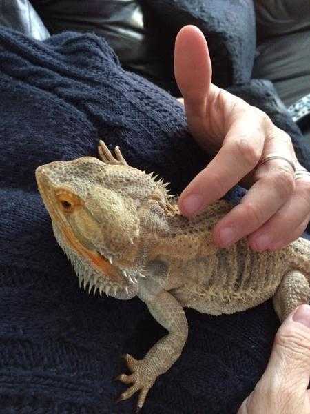 Male Bearded dragon for sale