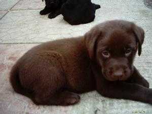 Male Chocolate Labrador