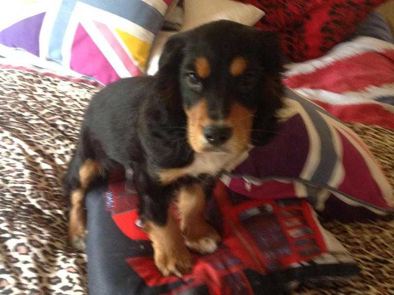 Male cocker spaniel pup