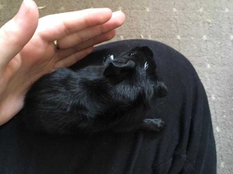 Male Guinea Pig