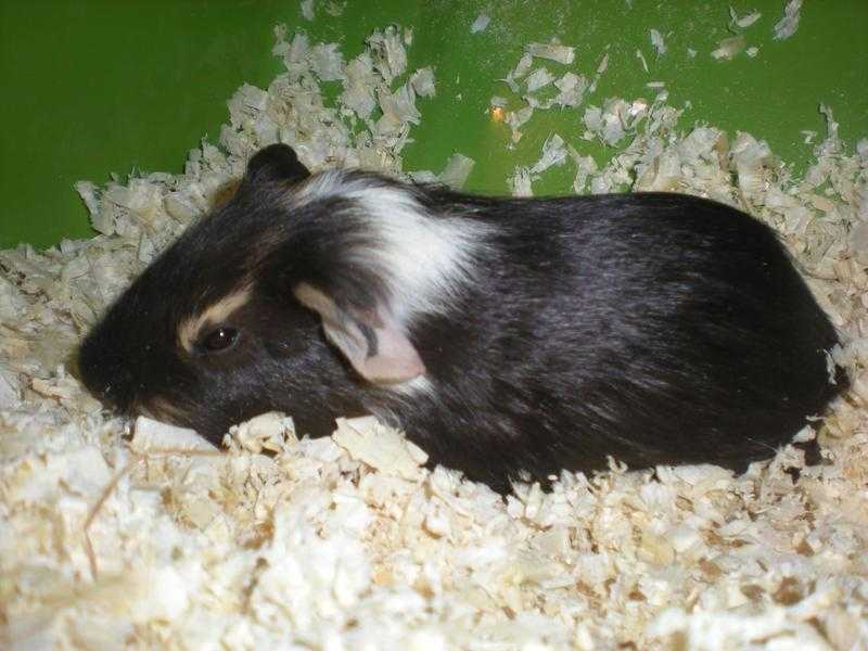 Male  guinea pigs
